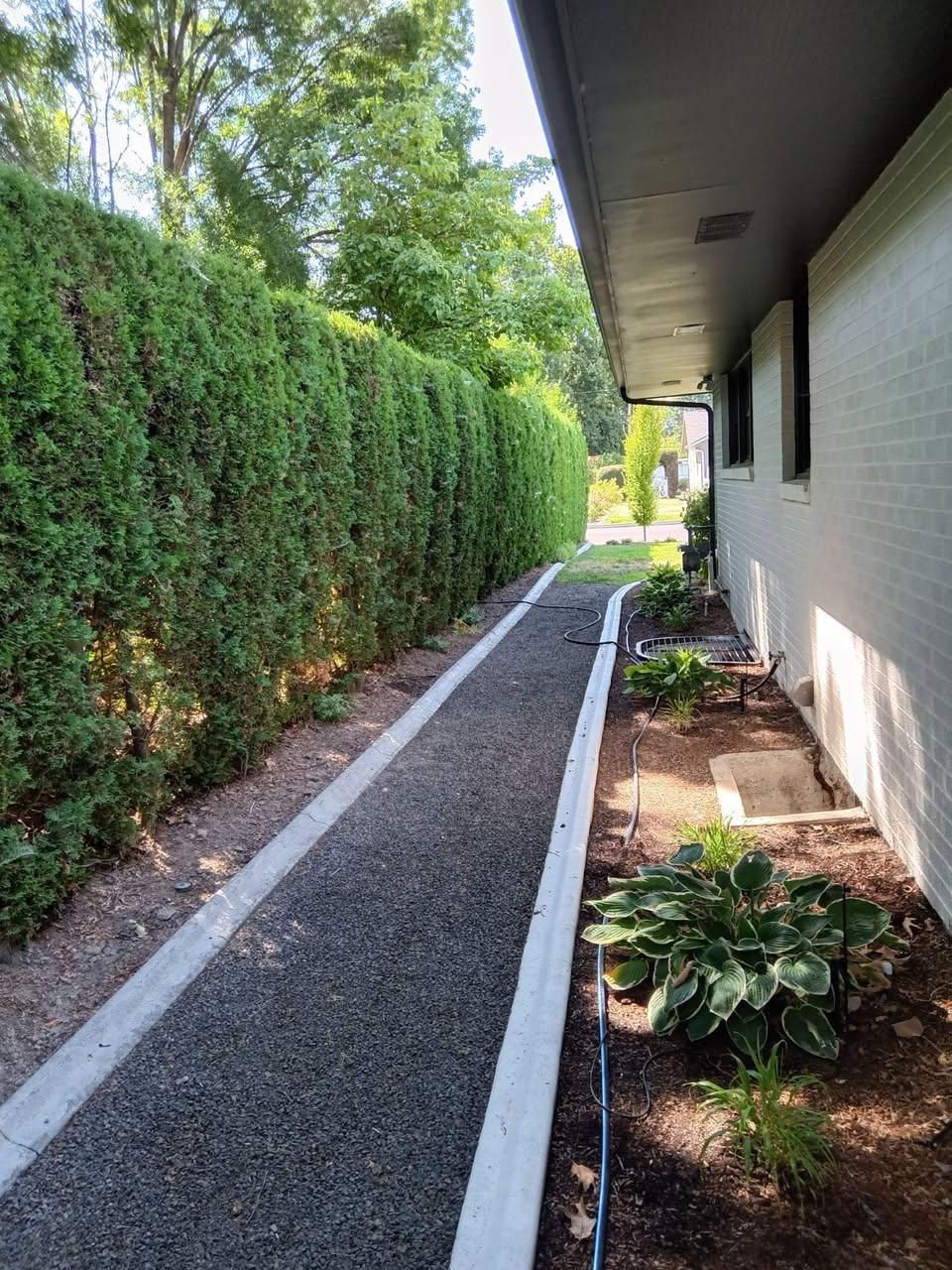 Gravel walkway with defined concrete landscape edging along a tall privacy hedge