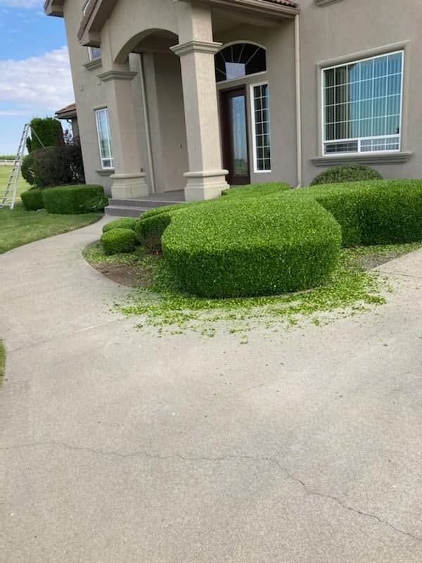 Freshly trimmed shrubs at a residential front entry