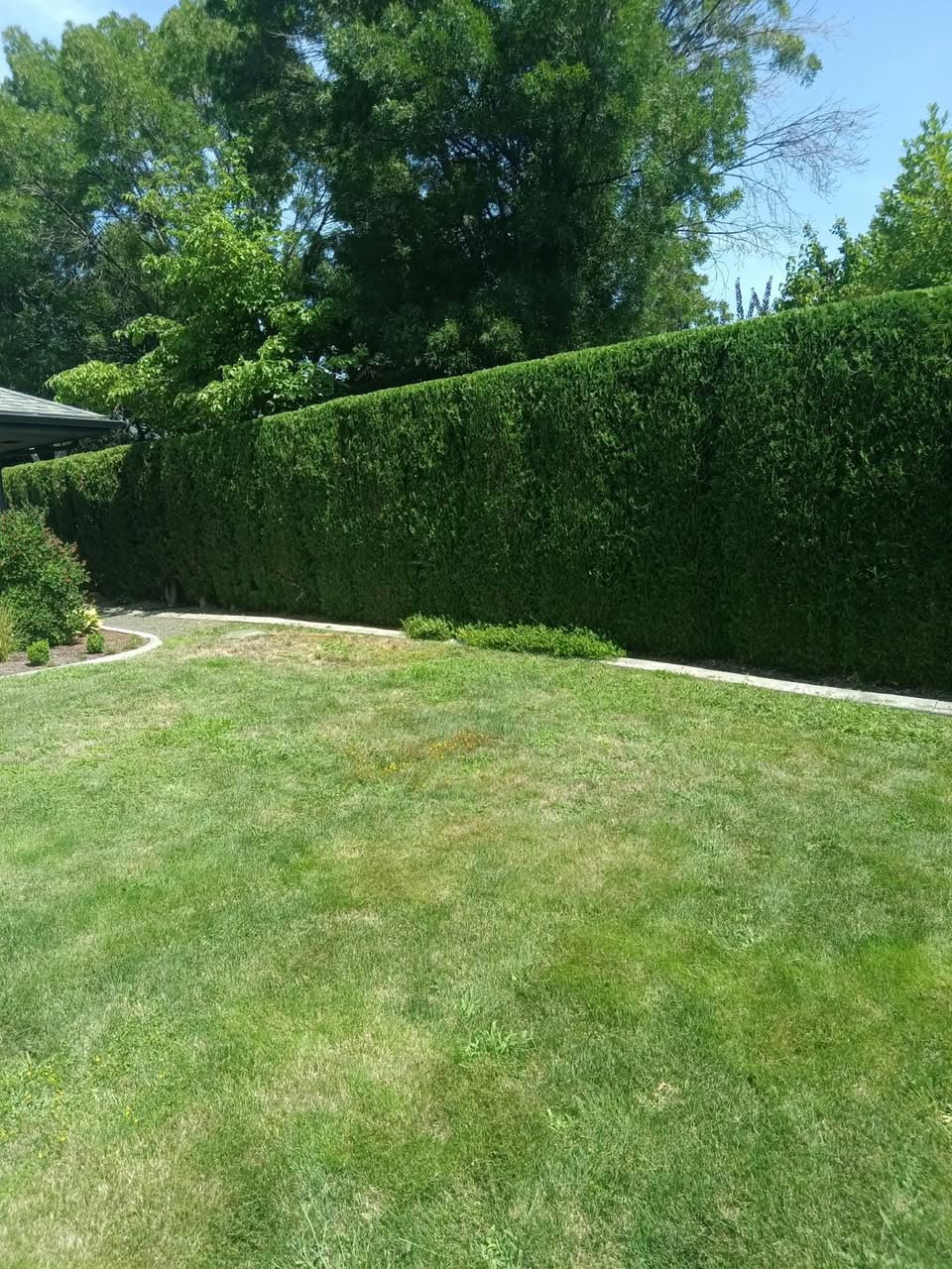 Tall evergreen privacy hedge shaped evenly along the property line