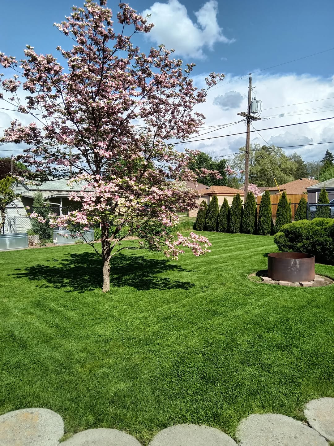 Manicured backyard lawn with a mature flowering dogwood tree