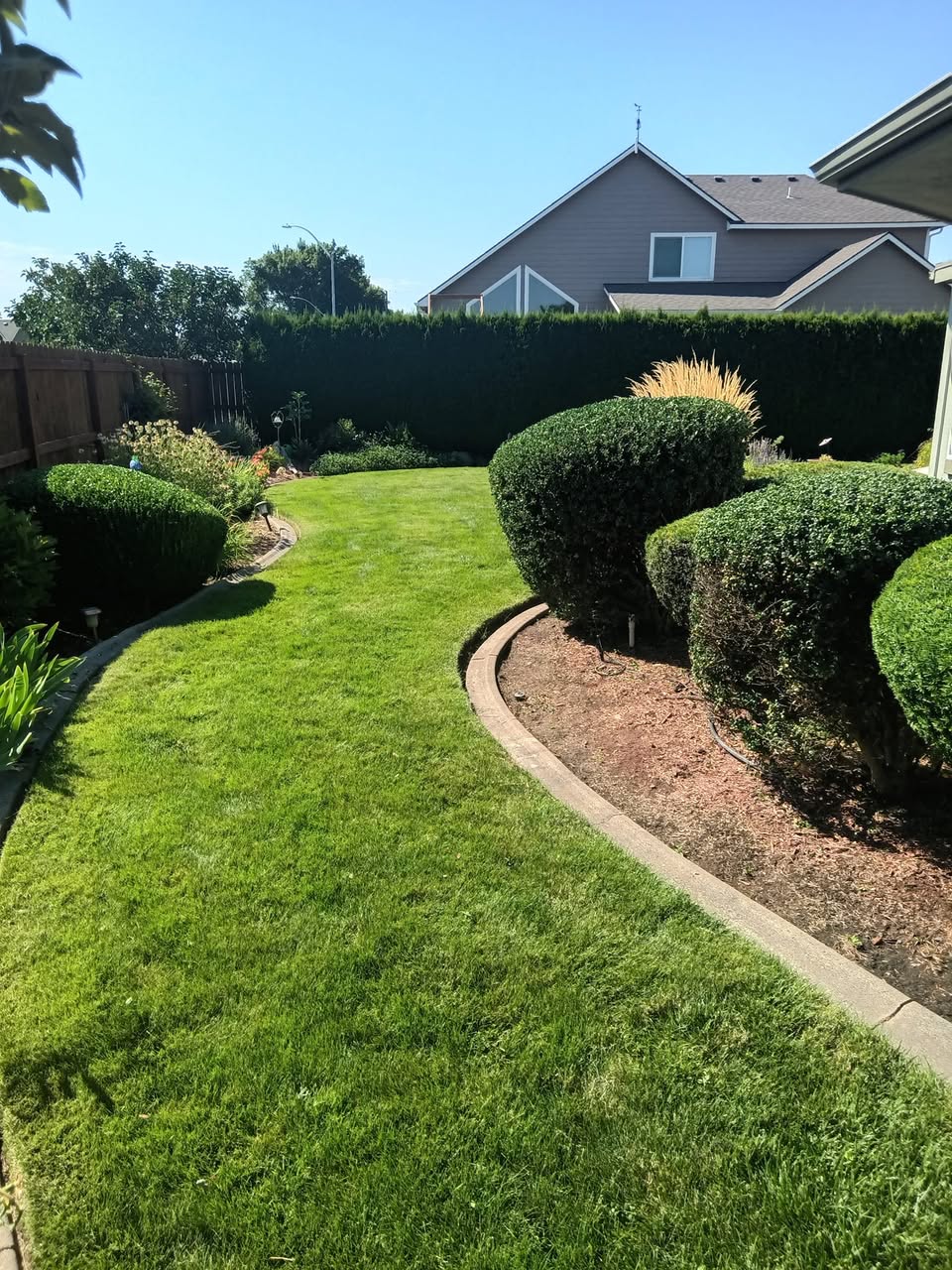 Curved landscape edging separating a manicured lawn from mulched planting beds