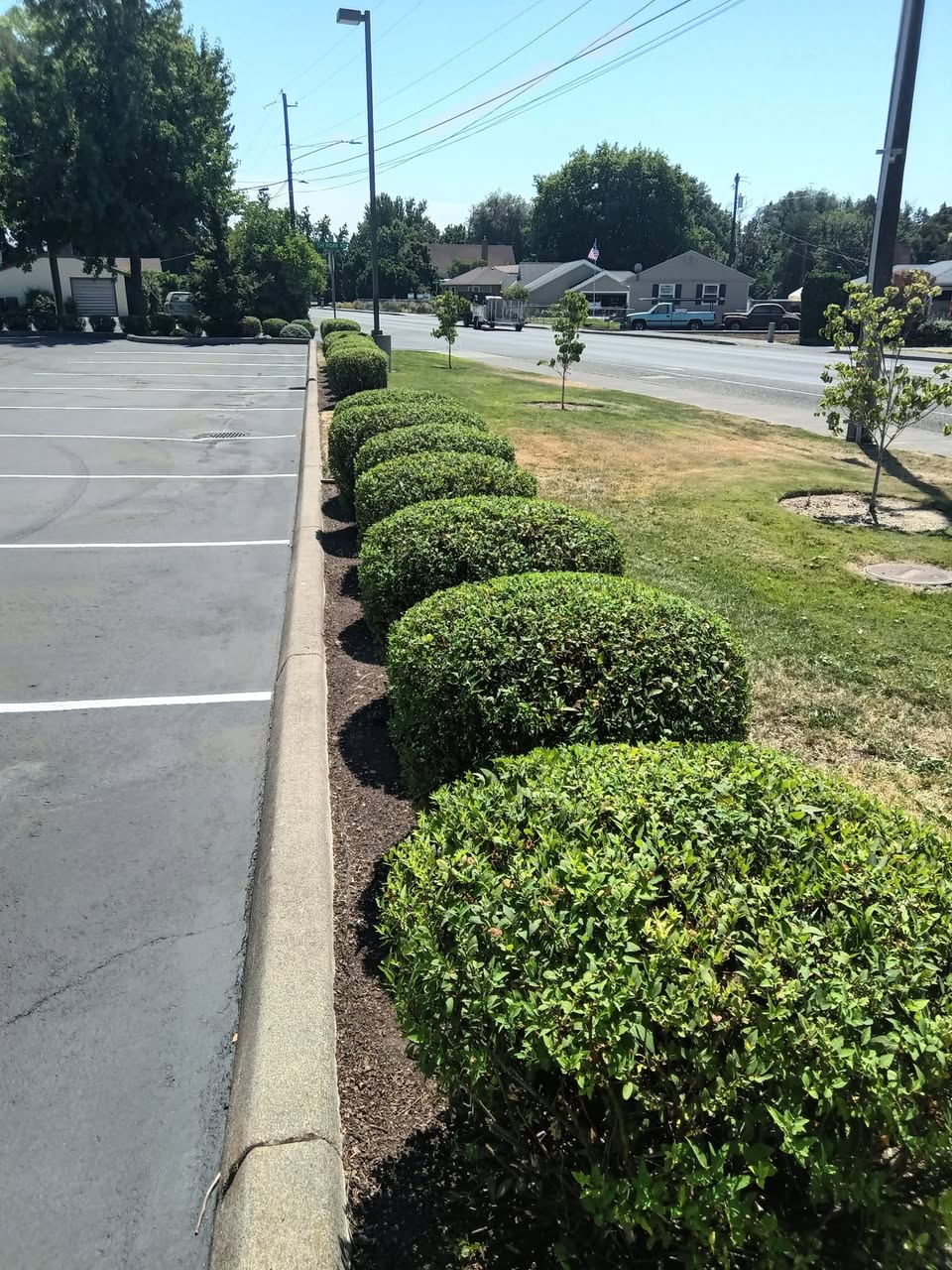 Maintained commercial hedge line beside a parking area